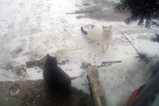 Two cats outside in the snow