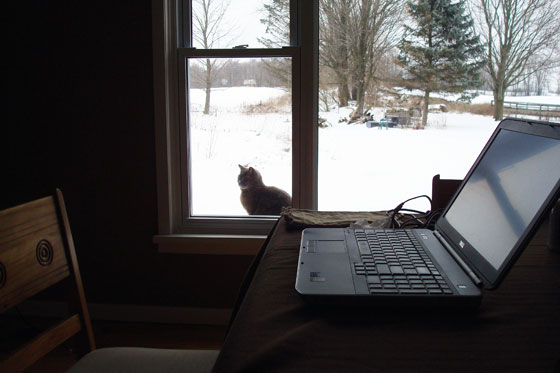 Cat on a window sill looking in