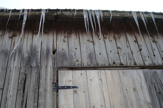 Icicles hanging off the edge of the old barn roof