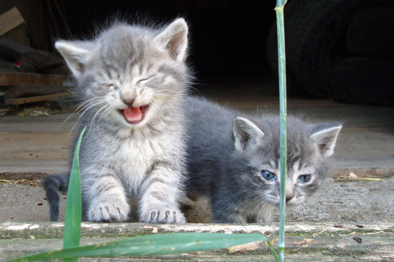 Kittens