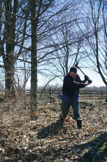 Matt chops down a tree with an ax