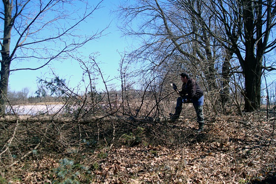 Matt declares victory over the fallen pine tree