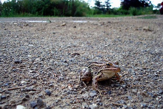 Frog on a gravel driveway