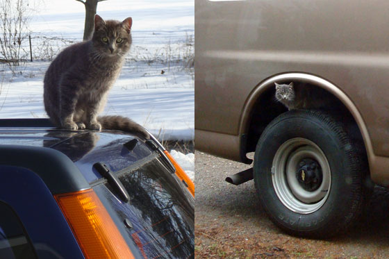 Cat sitting on a truck tire