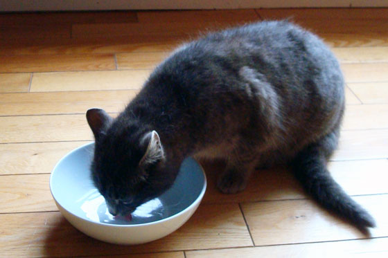 KItten drinking milk out of a bowl