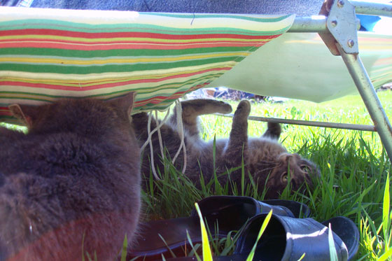 Kitten playing under a lawn chair