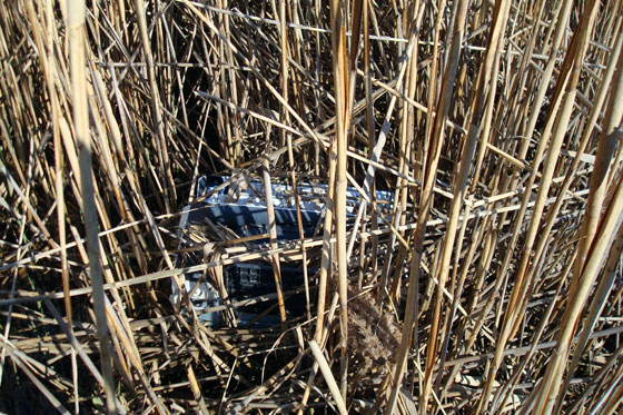 Garbage in a marsh