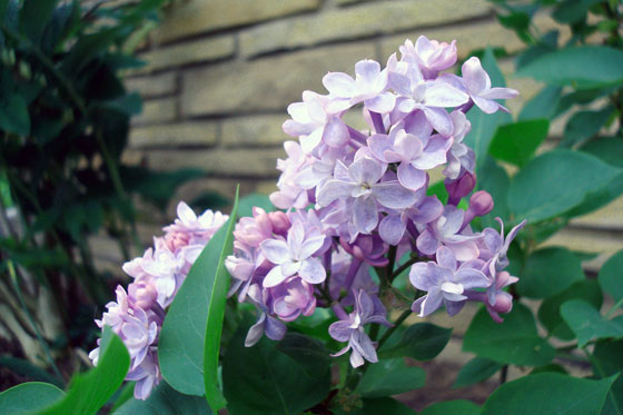 Double French light purple lilac