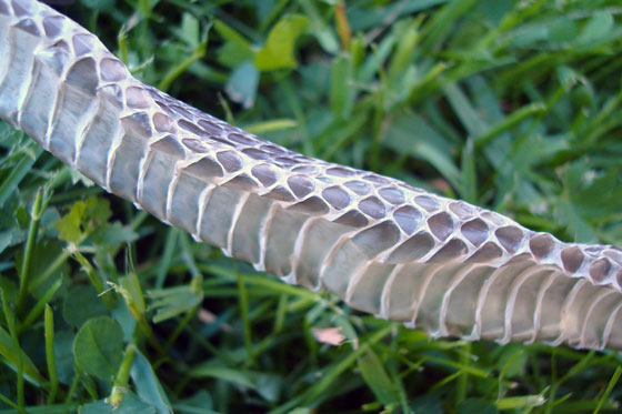 Close up of a shed snakeskin