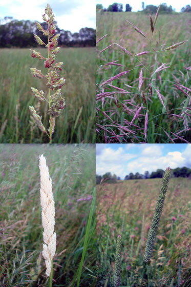 Grasses that make up hay