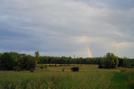 Rainbow over a green hayfield