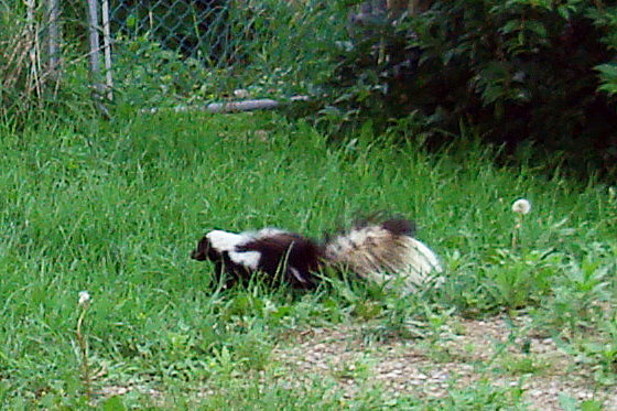 Skunk through green grass