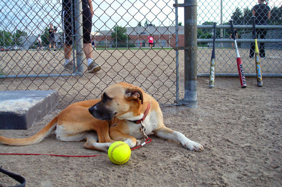 Dog at a baseball diamond