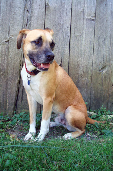 Baxter, our boxer-lab, sitting in front of the barn