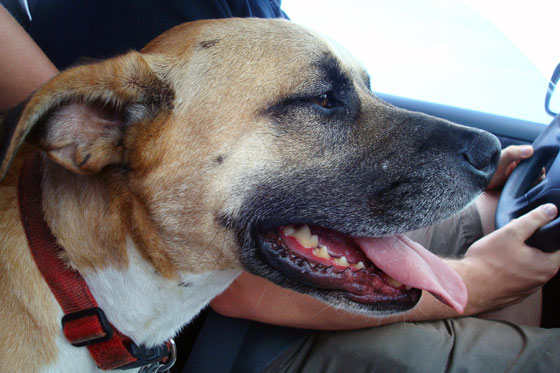 Baxter riding in the car on his way home for the first time