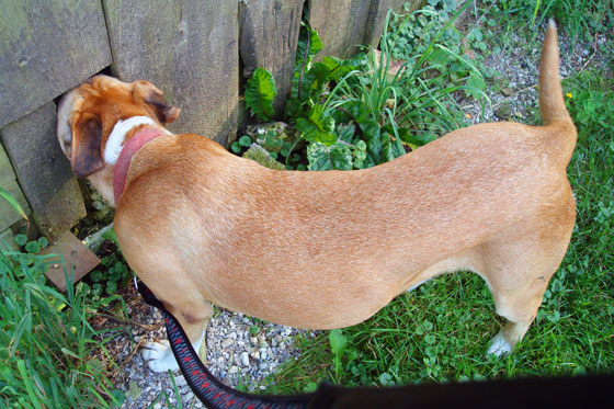 Dog peaking through an opening in a barn wall
