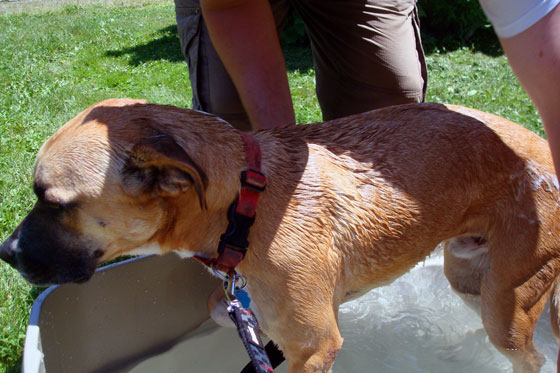 Giving a dog a bath