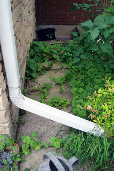 Broken patio slab path in a weedy garden