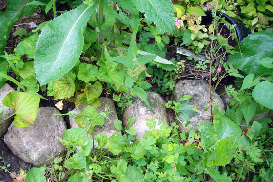 Rocks edging a weedy garden
