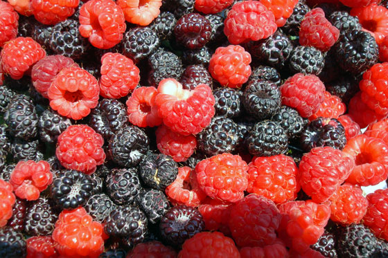 Black and red raspberries