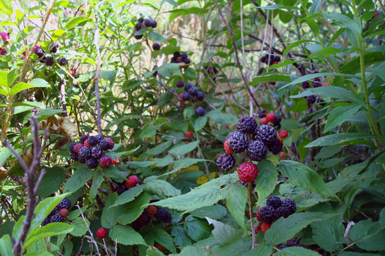 Black raspberries