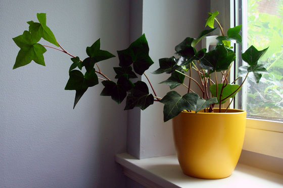 Yellow pot with ivy in it on a windowsill