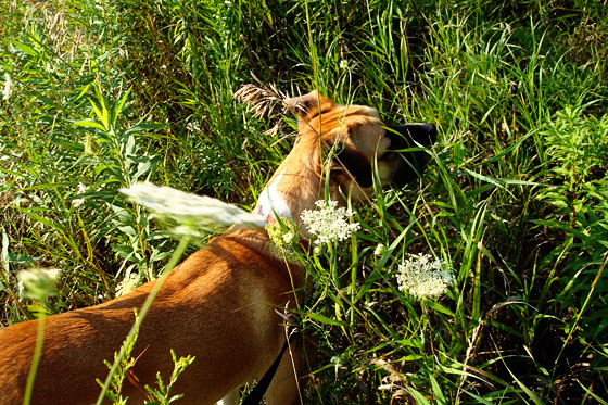 Baxter sniffing in the long grass
