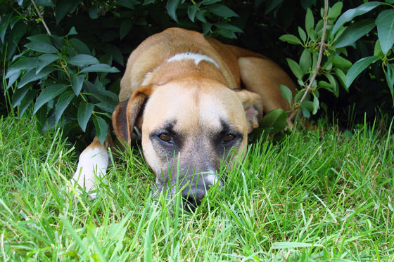 Baxter laying in the grass
