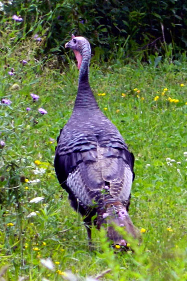 Wild turkey