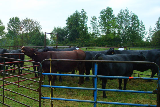 Cattle for sale