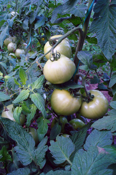 Green tomatoes growing on a vine
