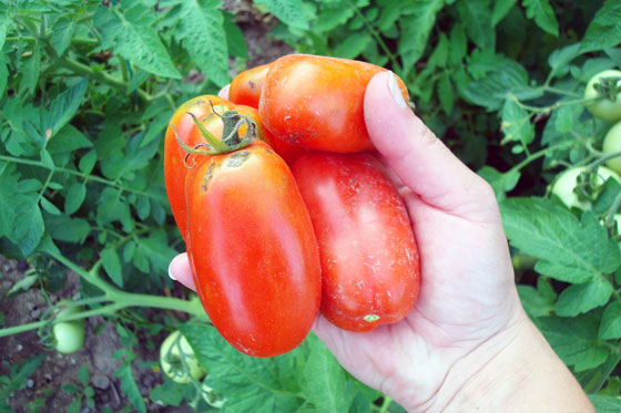 A handful of red roma tomatoes