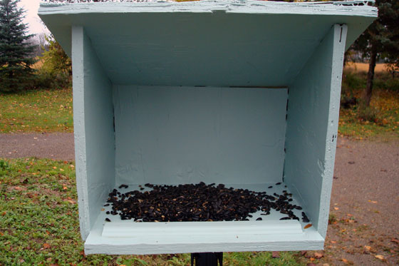 Sunflower seeds in a bird feeder