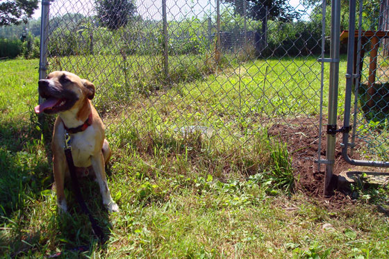 Escape artist dog after tunnelling out of a dog run