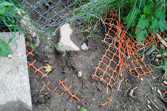 Dog digging under a fence