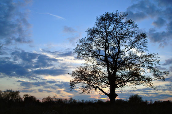 My favourite tree at sunset in the fall