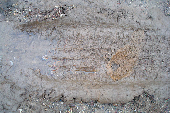 Mud with a tire track, a boot print, and a puddle