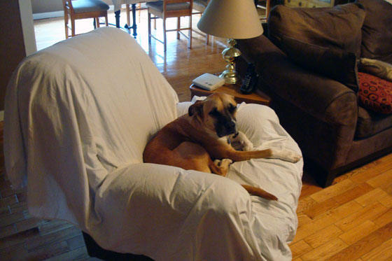 Dog on an armchair