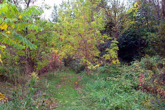 Path through a forest