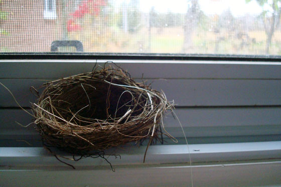 Birds nest made of grass
