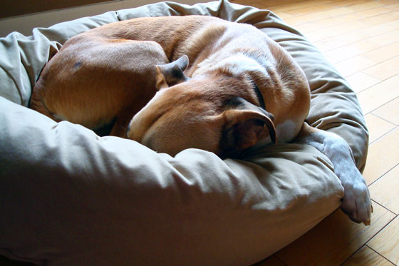 Dog in a dog bed