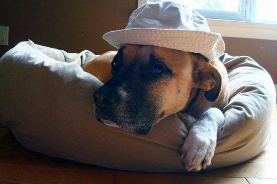 Baxter wearing a hat