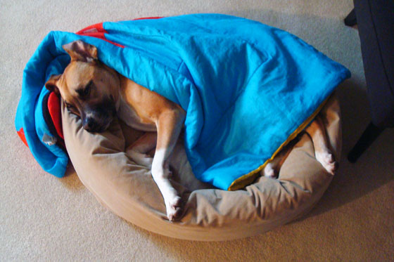 Baxter in his dog bed
