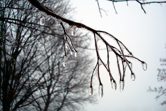 Ice covered branches on a foggy country morning