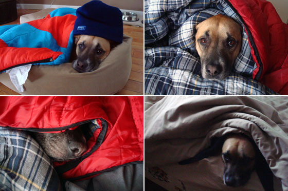 The dog keeping warm during #IceStorm2013