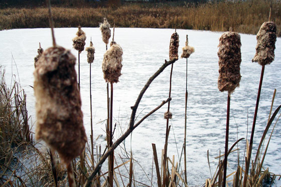 Fuzzy cattails on the shore of a frozen pond
