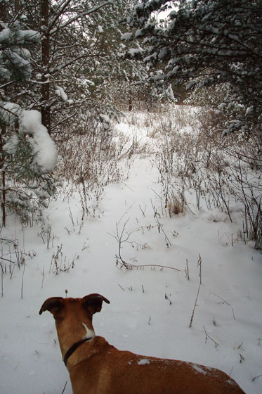 Hiking through snowy woods with the dog