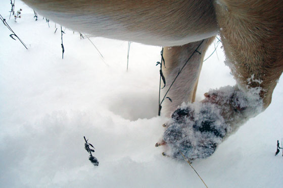 Dog's snow-covered paw