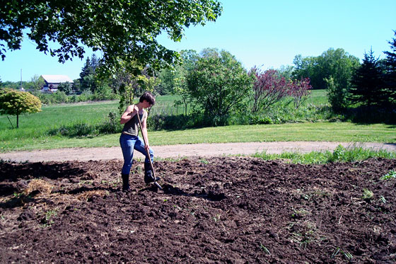 Mixing manure into a garden
