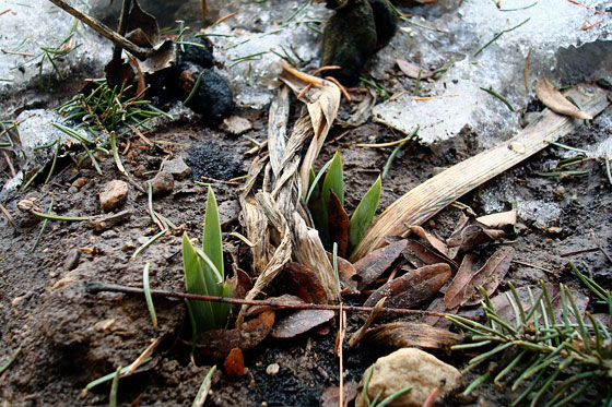 Iris sprouting in the spring